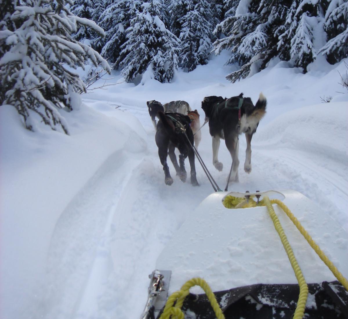 affordable dog sled canada
